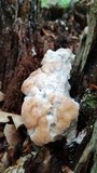 Fomitopsis spraguei image
