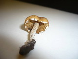 Conocybe aporos image