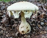 Amanita ravenelii image