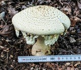 Amanita ravenelii image