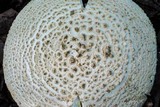 Amanita ravenelii image