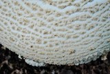 Amanita ravenelii image