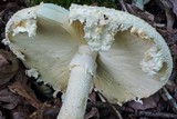 Amanita ravenelii image