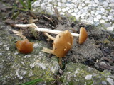 Pholiotina subnuda image
