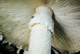 Amanita ravenelii image