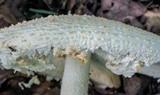 Amanita ravenelii image