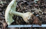 Amanita ravenelii image