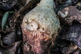 Amanita ravenelii image