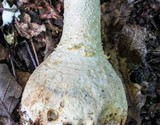Amanita ravenelii image