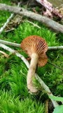 Lactarius camphoratus image