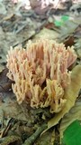 Ramaria formosa image