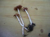 Pholiotina subnuda image
