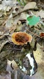 Coltricia cinnamomea image