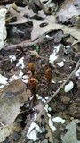 Coltricia cinnamomea image
