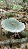 Russula parvovirescens image
