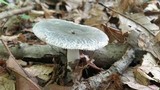 Russula parvovirescens image