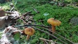 Cantharellus appalachiensis image