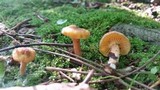 Cantharellus appalachiensis image
