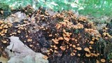 Xeromphalina kauffmanii image