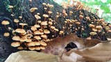 Xeromphalina kauffmanii image