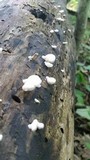 Crepidotus alabamensis image