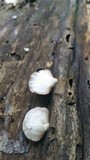 Crepidotus alabamensis image