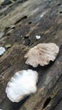 Crepidotus alabamensis image