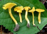 Cantharellus minor image
