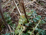 Phragmidium sanguisorbae image