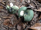 Russula subgraminicolor image