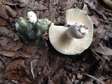 Russula subgraminicolor image