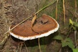 Ganoderma lobatum image