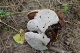 Ganoderma lobatum image
