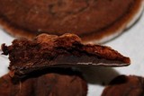 Ganoderma lobatum image