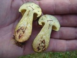 Baorangia bicolor image