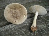 Amanita canescens image