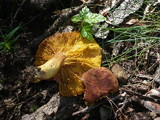 Phylloporus pelletieri image