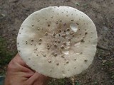 Amanita canescens image