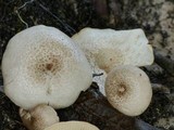 Lentinus tigrinus image