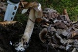 Amanita rhacopus image