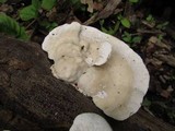 Trametes gibbosa image