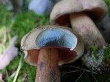 Boletus quercinus image