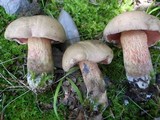 Boletus quercinus image