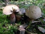 Boletus quercinus image