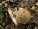 Scleroderma areolatum image