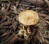 Scleroderma areolatum image