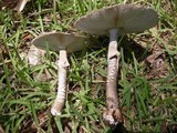 Amanita spissacea image
