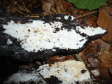 Rigidoporus sanguinolentus image