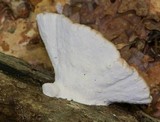Trametes gibbosa image