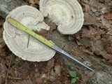 Trametes gibbosa image
